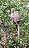 PRIMATE - MACAQUE - SOUTHERN BONNET MACAQUE - THATTEKAD NATURE RESERVE KERALA INDIA (34).JPG