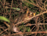 PRIMATE - SLENDER LORIS - LORIS LYDDEKERIANUS LYDDEKARIANUS - THATTEKAD BIRD SANCTUARY, KERALA INDIA (8).JPG