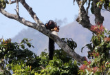 RODENT - SQUIRREL - INDIAN GIANT SQUIRREL - PAMPADUM SHOLA NATIONAL PARK, KERALA INDIA (4).JPG