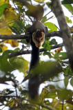 RODENT - SQUIRREL - INDIAN GIANT SQUIRREL - THATTEKAD NATURE RESERVE KERALA INDIA (3).JPG