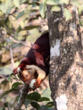 RODENT - SQUIRREL - INDIAN GIANT SQUIRREL - THOLPETTY RESERVE WAYANAD KERALA INDIA (5).JPG