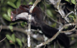 RODENT - SQUIRREL - INDIAN GREY GIANT FLYING SQUIRREL - VALPARAI KERALA INDIA (10).JPG