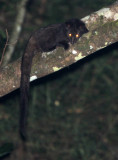 VIVERRID - INDIAN BROWN CIVET - PARADOXORUS JERDONI - VALPARAI KERALA INDIA (11).JPG
