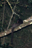 VIVERRID - INDIAN BROWN CIVET - PARADOXORUS JERDONI - VALPARAI KERALA INDIA (5).JPG