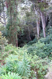 PAMPADUM SHOLA NATIONAL PARK INDIA - VATTAVADA (22).JPG