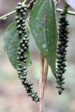 TOP SLIP NATIONAL PARK TAMIL NADU INDIA - PHOTO BY SOM SMITH (46).JPG