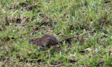 RODENT - COMMON SRI LANKA HOUSE RAT - RATTUS RATTUS KANDIANUS - NUWARA ELIYA, HORTON PLAINS SRI LANKA (11).JPG