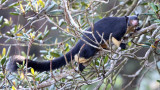 RODENT - SQUIRREL - INTERMEDIATE ZONE SRI LANKA GIANT SQUIRREL - SINGHARAJA NATIONAL PARK SRI LANKA (86).JPG