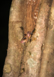 RODENT - WHITE-TAILED BLANDFORDS RAT - SIRIGIYA FOREST AREA SRI LANKA (1).JPG