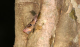 RODENT - WHITE-TAILED BLANDFORDS RAT - SIRIGIYA FOREST AREA SRI LANKA (3).JPG