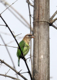 BIRD - BARBET - BROWN-HEADED BARBET - THOLPETTY RESERVE WAYANAD KERALA INDIA (1).JPG
