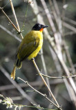 BIRD - BULBUL - FLAME-THROATED BULBUL - INDIRA GANDHI TOPSLIP NATIONAL PARK, TAMIL NADU INDIA (8).JPG