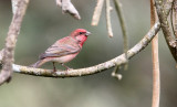 BIRD - COMMON ROSEFINCH - THOLPETTY RESERVE WAYANAD KERALA INDIA (1).JPG