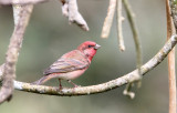BIRD - COMMON ROSEFINCH - THOLPETTY RESERVE WAYANAD KERALA INDIA (2).JPG