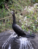 BIRD - CORMORANT -  LITTLE CORMORANT - THOLPETTY RESERVE WAYANAD KERALA INDIA (1).JPG