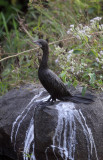 BIRD - CORMORANT -  LITTLE CORMORANT - THOLPETTY RESERVE WAYANAD KERALA INDIA (3).JPG