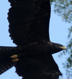 BIRD - EAGLE - BLACK EAGLE - VALPARAI KERALA INDIA.JPG