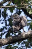 BIRD - EAGLE -CHANGEABLE HAWK EAGLE - INDIRA GANDHI TOPSLIP NATIONAL PARK, TAMIL NADU INDIA (2).JPG