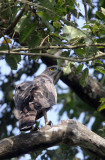 BIRD - EAGLE -CHANGEABLE HAWK EAGLE - INDIRA GANDHI TOPSLIP NATIONAL PARK, TAMIL NADU INDIA (7).JPG