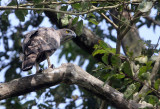 BIRD - EAGLE -CHANGEABLE HAWK EAGLE - INDIRA GANDHI TOPSLIP NATIONAL PARK, TAMIL NADU INDIA (8).JPG