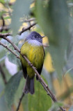 BIRD - FLYCATCHER - GREY-HEADED CANARY FLYCATCHER - PAMPADUM SHOLA NATIONAL PARK KERALA INDIA (14).JPG
