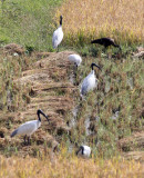 BIRD - IBIS - BLACK-HEADED IBIS - NAGARHOLE NP INDIA (2).JPG