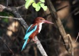 BIRD - KINGFISHER - WHITE-COLLARED KINGFISHER - TOP SLIP NATIONAL PARK TAMIL NADU (5).JPG