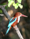 BIRD - KINGFISHER - WHITE-THROATED KINGFISHER - INDIRA GANDHI TOPSLIP NATIONAL PARK, TAMIL NADU INDIA (2).JPG