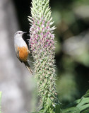 BIRD - LAUGHINGTHRUSH - KERALA LAUGHINGTHRUSH - PAMPADUM SHOLA NATIONAL PARK KERALA INDIA (10).JPG