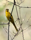 BIRD - MINIVET - ORANGE MINIVET - INDIRA GANDHI TOPSLIP NATIONAL PARK, TAMIL NADU INDIA (9).JPG