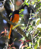 BIRD - MINIVET - ORANGE MINIVET - PAMPADUM SHOLA NATIONAL PARK, KERALA INDIA (21).JPG