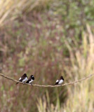 BIRD - MUNIA - BLACK-HEADED MUNIA - THOLPETTY NATIONAL PARK KERALA INDIA (4).JPG