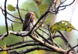 BIRD - OWL - JUNGLE OWLET - THATTEKAD NATURE RESERVE KERALA INDIA (3).JPG