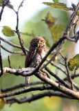 BIRD - OWL - JUNGLE OWLET - THATTEKAD NATURE RESERVE KERALA INDIA (4).JPG