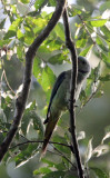 BIRD - PARAKEET - MALABAR PARAKEET - INDIRA GANDHI TOPSLIP NATIONAL PARK, TAMIL NADU INDIA (4).JPG