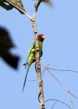 BIRD - PARAKEET - PLUMB-HEADED PARAKEET -  THATTEKAD NATURE RESERVE KERALA INDIA (5).JPG