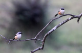 BIRD - SHRIKE - LONG-TAILED SHRIKE - VALPARAI KERALA INDIA (2).JPG