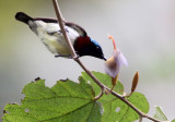 BIRD - SUNBIRD - CRIMSON-BACKED SUNBIRD - THOLPETTY RESERVE WAYANAD KERALA INDIA (2).JPG
