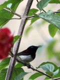 BIRD - SUNBIRD - PURPLE-RUMPED SUNBIRD - SILENT VALLEY NATIONAL PARK KERALA INDIA (5).JPG