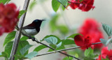 BIRD - SUNBIRD - PURPLE-RUMPED SUNBIRD - SILENT VALLEY NATIONAL PARK KERALA INDIA (6).JPG