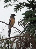 BIRD - TREEPIE - RUFOUS TREEPIE - INDIRA GANDHI TOPSLIP NATIONAL PARK, TAMIL NADU INDIA (3).JPG