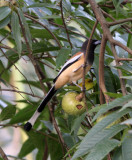 BIRD - TREEPIE - RUFOUS TREEPIE - SILENT VALLEY KERALA INDIA (1).JPG