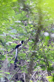 BIRD - TREEPIE - WHITE-BELLIED TREEPIE - INDIRA GANDHI TOPSLIP NATIONAL PARK, TAMIL NADU INDIA (8).JPG