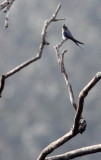 BIRD - TREESWIFT - CRESTED TREESWIFT - INDIRA GANDHI TOPSLIP NATIONAL PARK, TAMIL NADU INDIA (1).JPG