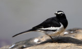 BIRD - WAGTAIL - WHITE-BROWED WAGTAIL - THOLPETTY RESERVE WAYANAD KERALA INDIA (1).JPG