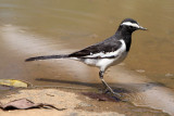 BIRD - WAGTAIL - WHITE-BROWED WAGTAIL - THOLPETTY RESERVE WAYANAD KERALA INDIA (4).JPG
