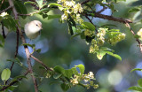 BIRD - WARBLER - GREENISH WARBLER - PAMPADUM SHOLA NATIONAL PARK KERALA INDIA (4).JPG