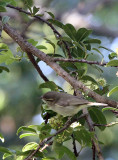 BIRD - WARBLER - GREENISH WARBLER - PAMPADUM SHOLA NATIONAL PARK KERALA INDIA (6).JPG