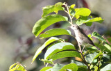 BIRD - WARBLER - GREENISH WARBLER - PAMPADUM SHOLA NATIONAL PARK KERALA INDIA (9).JPG