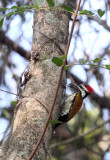 BIRD - WOODPECKER - COMMON FLAMEBACK - THATTEKAD NATURE RESERVE KERALA INDIA (1).JPG